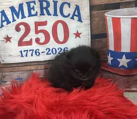 Yoda, a male Pomeranian for sale in Lyons, GA – 4 of 7