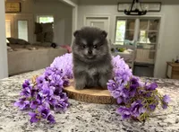 Sabrina , a female Pomeranian for sale in Lyons, GA – 3 of 10
