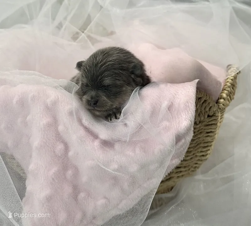 Sabrina  – Pomeranian puppy for sale in Lyons, GA