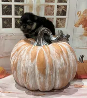 Iggy , a male Pomeranian for sale in Lyons, GA – 2 of 5