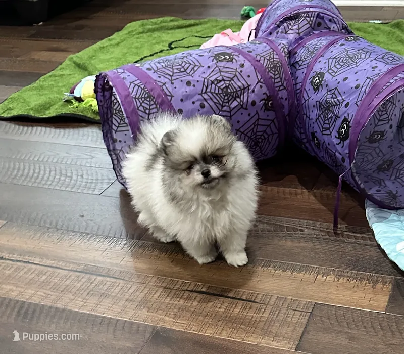 Ted – Pomeranian puppy for sale in Lyons, GA