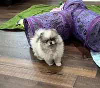 Ted, a male Pomeranian for sale in Lyons, GA – 1 of 4
