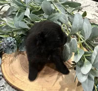 Huck, a male Pomeranian for sale in Lyons, GA – 2 of 4