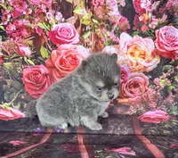 Sabrina , a female Pomeranian for sale in Lyons, GA – 5 of 10
