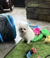Cooper, a male Pomeranian for sale in Lyons, GA – 3 of 4