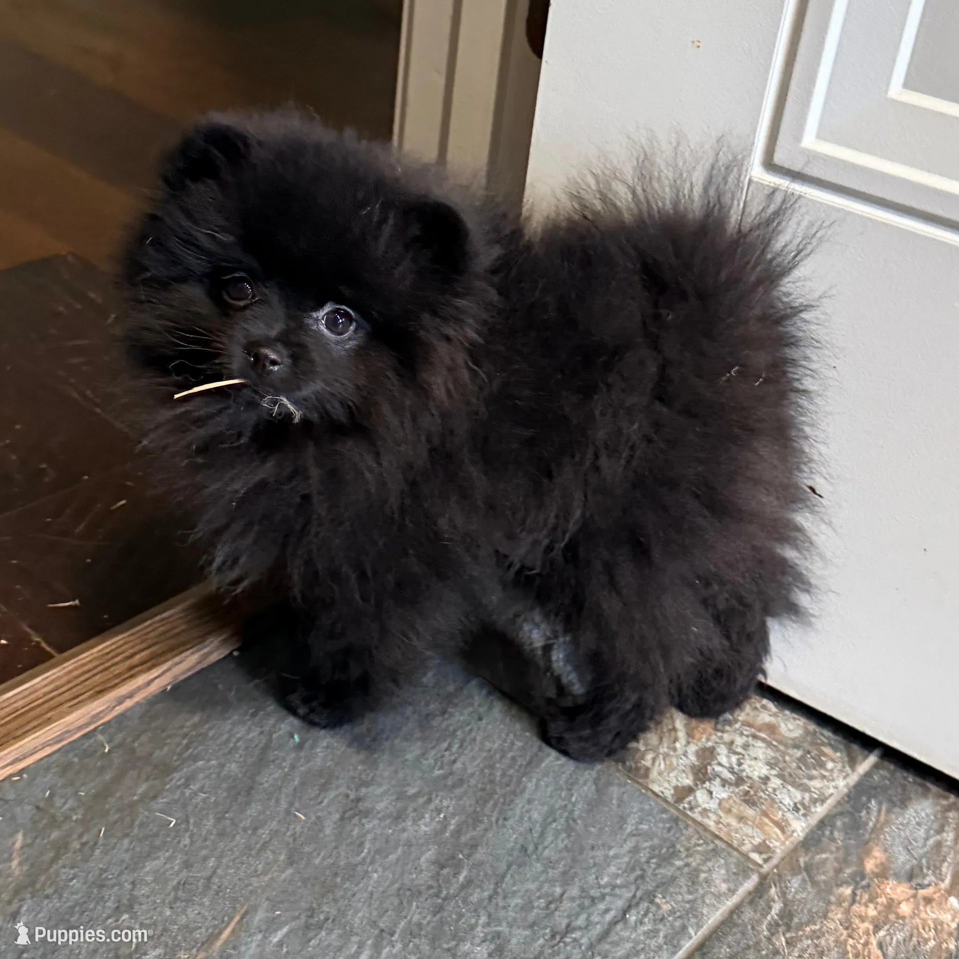 Carter, a male Pomeranian for sale in Lyons, GA – Photo 3 of 10