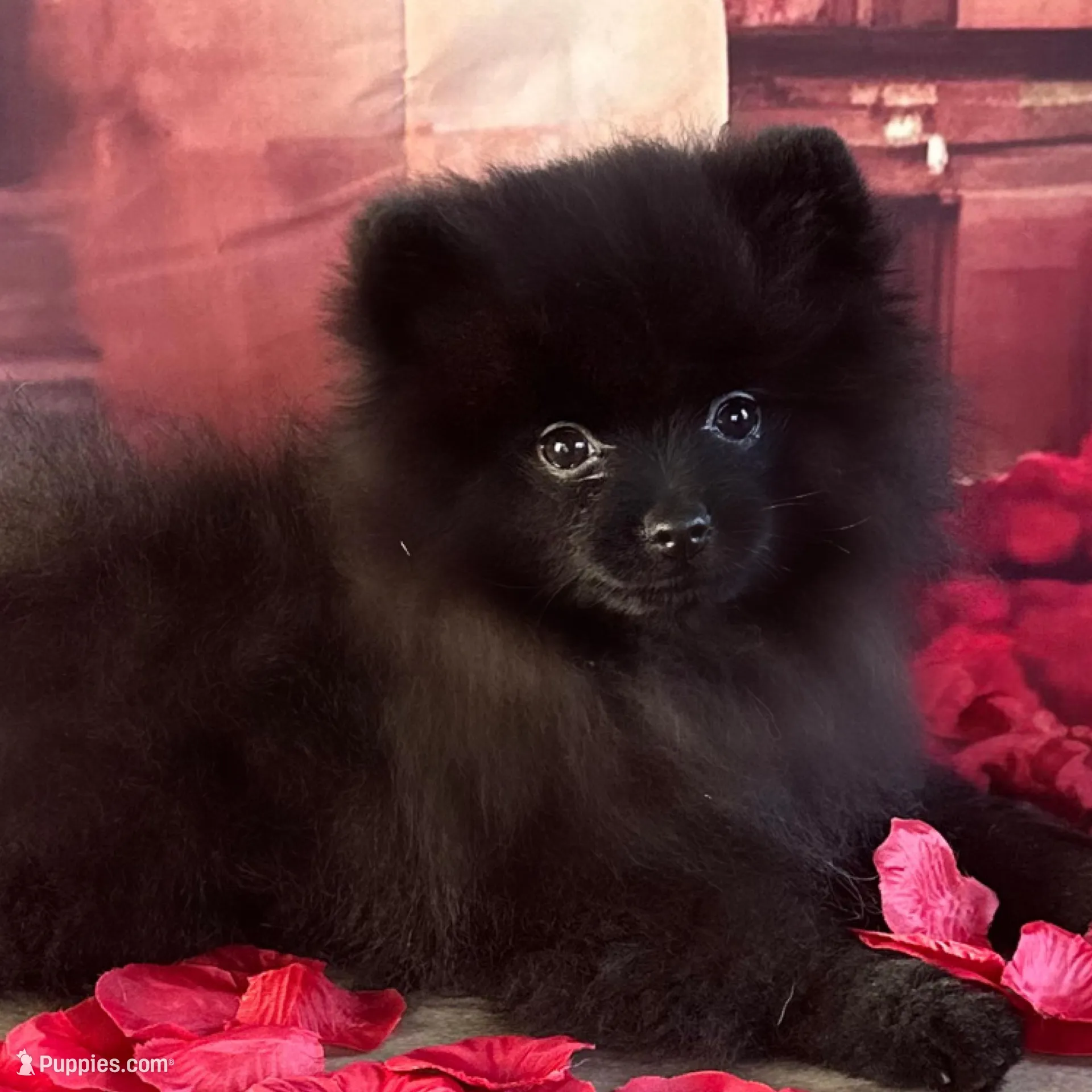 Carter, a male Pomeranian for sale in Lyons, GA – Photo 4 of 10