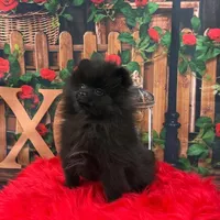 Carter, a male Pomeranian for sale in Lyons, GA – Photo 1 of 10
