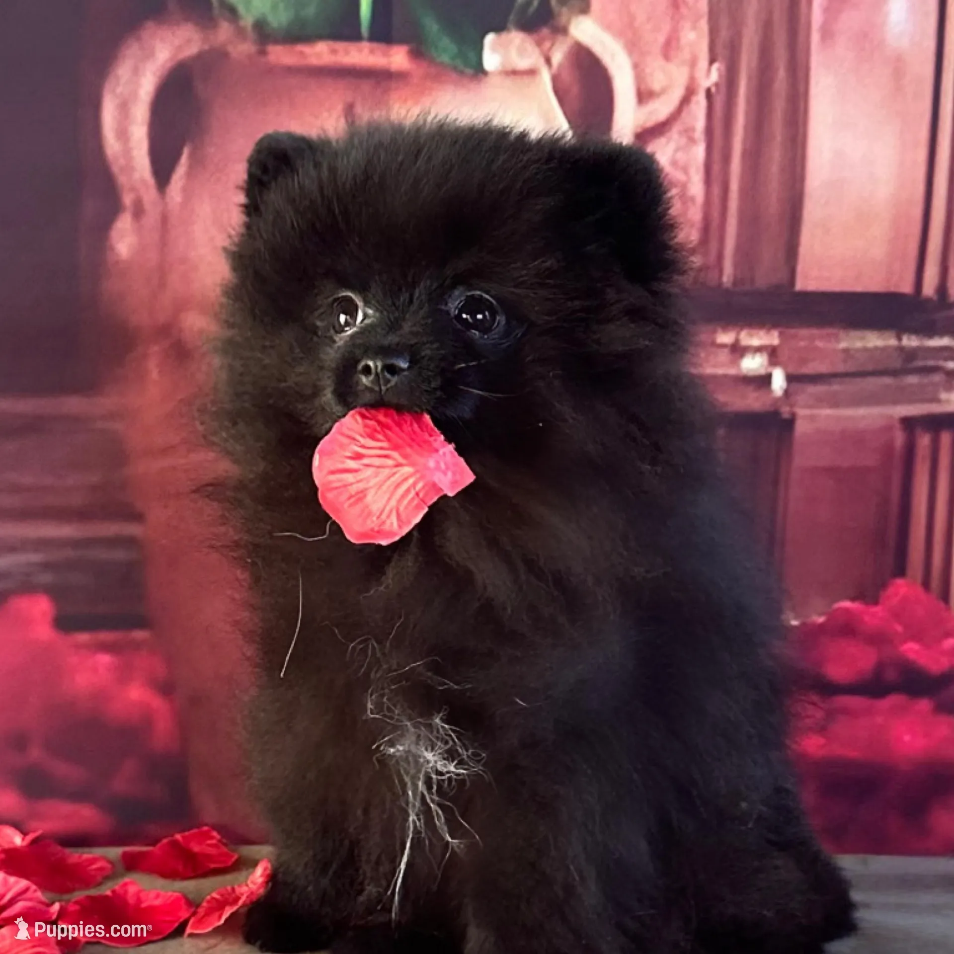 Carter, a male Pomeranian for sale in Lyons, GA – Photo 2 of 10