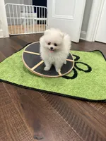 Cooper, a male Pomeranian for sale in Lyons, GA – 3 of 8