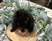 Huck, a male Pomeranian for sale in Lyons, GA – 4 of 4