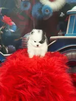 Riker , a male Pomeranian for sale in Lyons, GA – 2 of 3