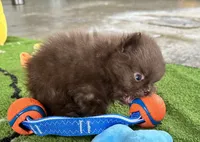 Rudy, a male Pomeranian for sale in Lyons, GA – 4 of 7