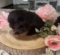 Wren, a female Pomeranian for sale in Lyons, GA – 3 of 3