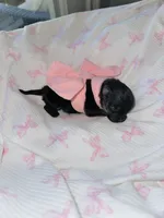 Lexie, a female Pomeranian for sale in Lyons, GA – Photo 4 of 4