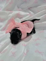 Lexie, a female Pomeranian for sale in Lyons, GA – Photo 3 of 4