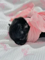 Lexie, a female Pomeranian for sale in Lyons, GA – Photo 2 of 4