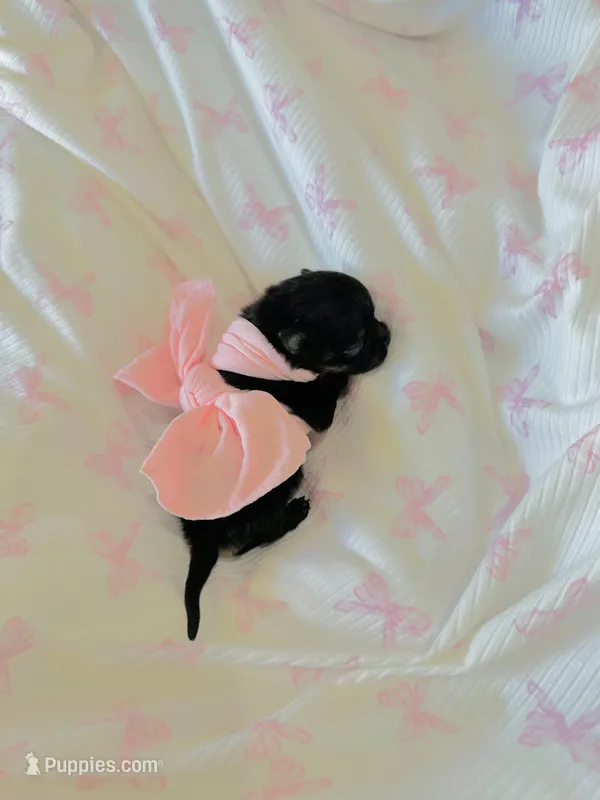 Lexie – Pomeranian puppy for sale in Lyons, GA