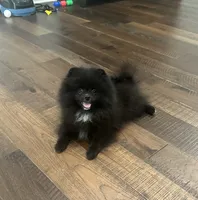 Huck, a male Pomeranian for sale in Lyons, GA – 4 of 10