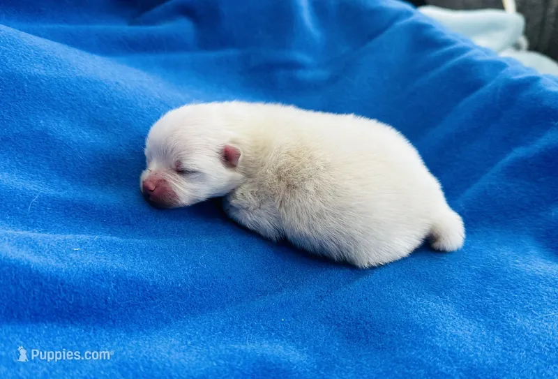 Charlie – Pomeranian puppy for sale in Lyons, GA