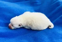 Charlie, a male Pomeranian for sale in Lyons, GA – Photo 2 of 3