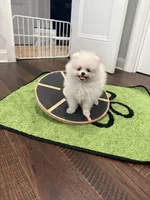Cooper, a male Pomeranian for sale in Lyons, GA – 4 of 8