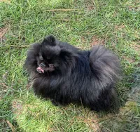 Murphy, a male Pomeranian for sale in Lyons, GA – 3 of 4