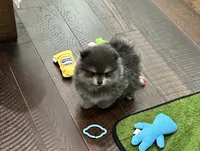 Sabrina , a female Pomeranian for sale in Lyons, GA – 2 of 10