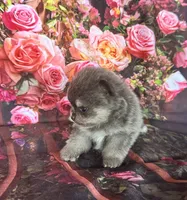 Sabrina , a female Pomeranian for sale in Lyons, GA – 7 of 10