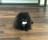 Huck, a male Pomeranian for sale in Lyons, GA – 3 of 10