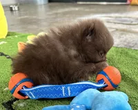Rudy, a male Pomeranian for sale in Lyons, GA – 3 of 7