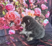 Stella, a female Pomeranian for sale in Lyons, GA – 6 of 10