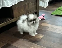 Ted, a male Pomeranian for sale in Lyons, GA – 2 of 4