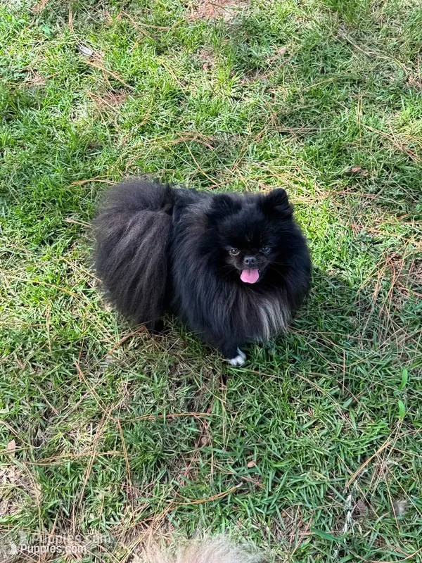 Murphy – Pomeranian puppy for sale in Lyons, GA