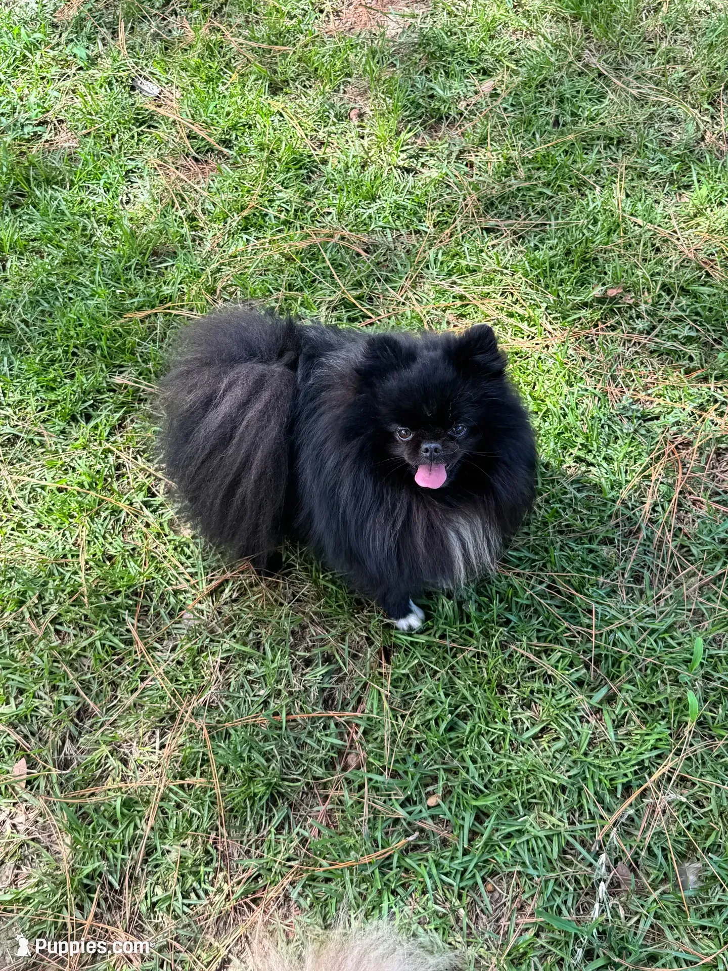 Murphy, a male Pomeranian for sale in Lyons, GA – 1 of 4