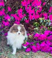 Hansel, a male Pomeranian for sale in Lyons, GA – Photo 2 of 9