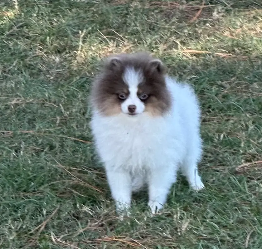Hansel, a male Pomeranian for sale in Lyons, GA – Photo 5 of 7