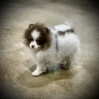 Hansel, a male Pomeranian for sale in Lyons, GA – Photo 6 of 7