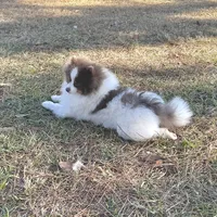 Hansel, a male Pomeranian for sale in Lyons, GA – Photo 4 of 7