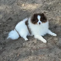 Hansel, a male Pomeranian for sale in Lyons, GA – Photo 1 of 7