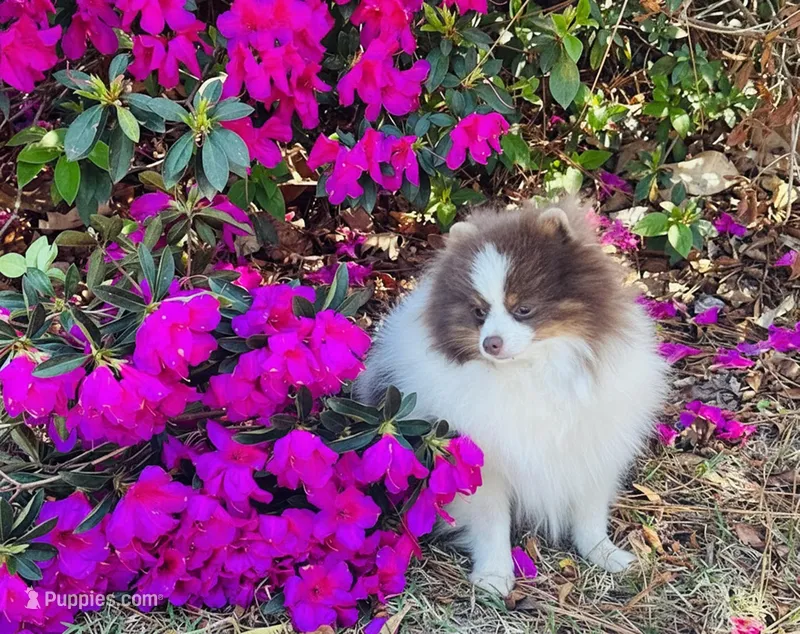 Hansel – Pomeranian puppy for sale in Lyons, GA