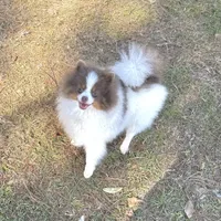 Hansel, a male Pomeranian for sale in Lyons, GA – Photo 2 of 7