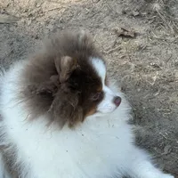 Hansel, a male Pomeranian for sale in Lyons, GA – Photo 3 of 7