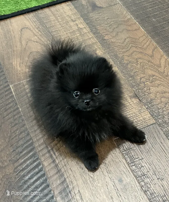 Reid – Pomeranian puppy for sale in Lyons, GA