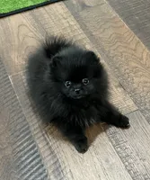 Reid, a male Pomeranian for sale in Lyons, GA – 3 of 10