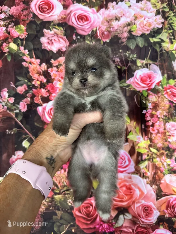 Sabrina  – Pomeranian puppy for sale in Lyons, GA