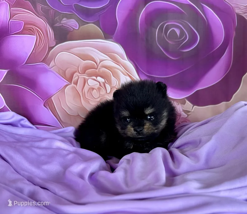 Lexie – Pomeranian puppy for sale in Lyons, GA
