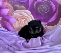 Lexie, a female Pomeranian for sale in Lyons, GA – 4 of 8