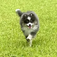 Riggs, a male Pomeranian for sale in Lyons, GA – Photo 9 of 9