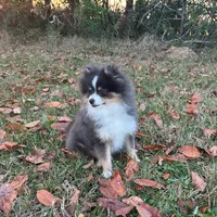 Riggs, a male Pomeranian for sale in Lyons, GA – Photo 6 of 9